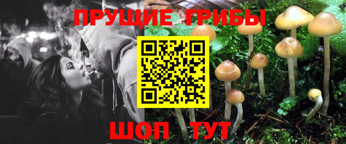 как найти закладки  Тверь  Псилоцибиновые грибы Magic Shrooms  Псилоцибиновые грибы Psilocybine cubensis 